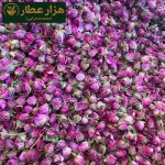 غنچه لاله زار اعلا (کرمانی)